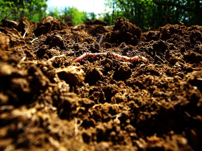 Healthy soil
