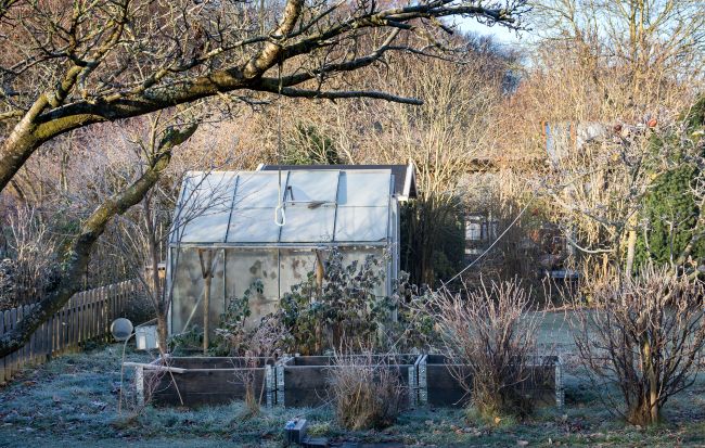 photo of a garden in frost